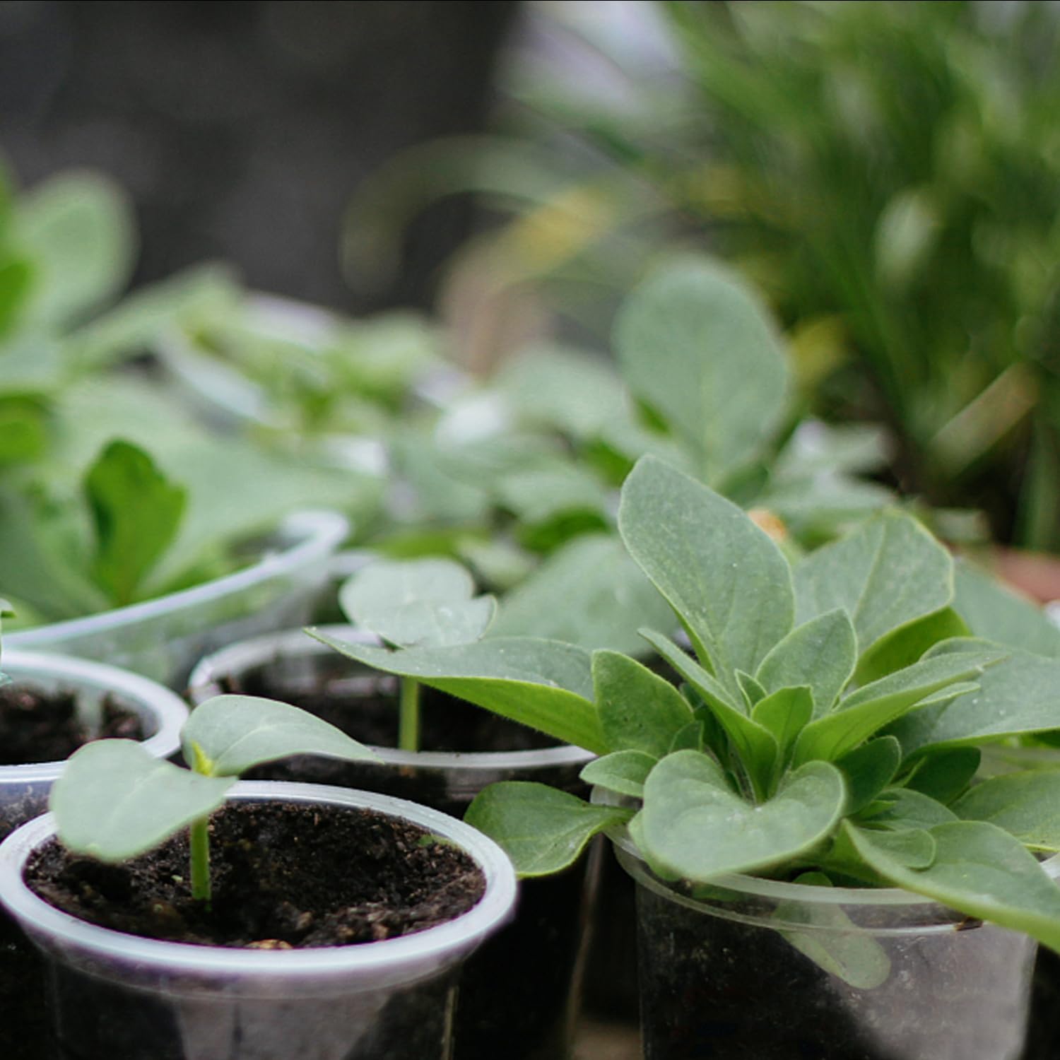 OUPSAUI lightweight durable nursery pots provide easy handling for beginners.