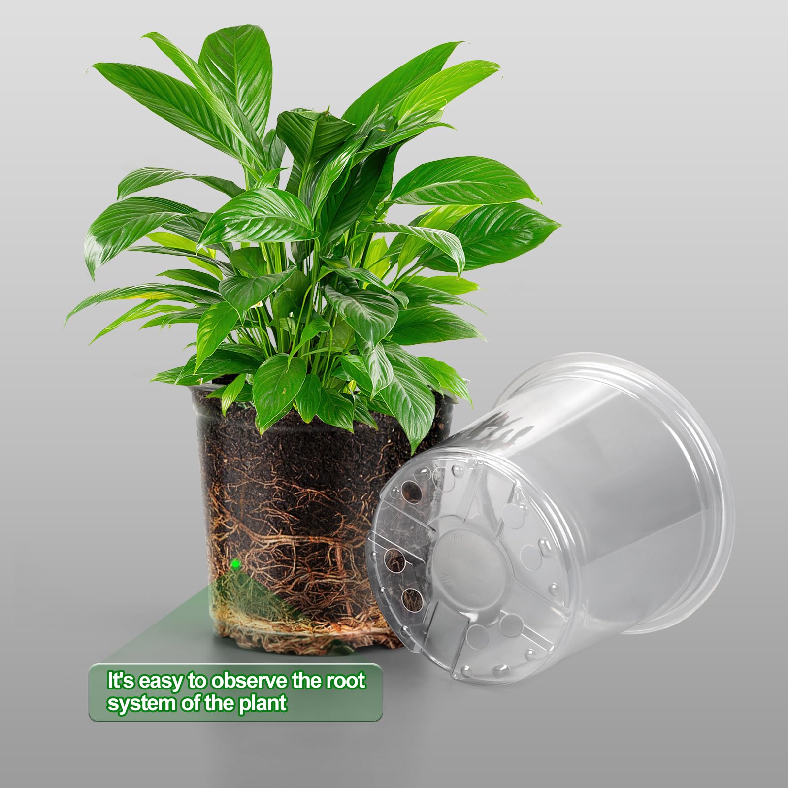 OUPSAUI seed starting in clear pots enables easy moisture and root monitoring.