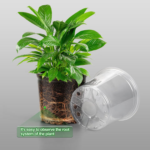 OUPSAUI seed starting in clear pots enables easy moisture and root monitoring.