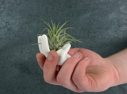 Ourhommie compact ceramic holder promotes tidy, space-saving plant arrangements.