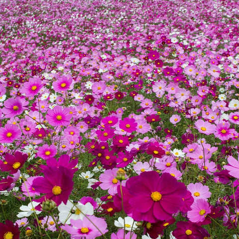 Outsidepride Cosmos seeds grow tall 36-60 inches for striking garden height