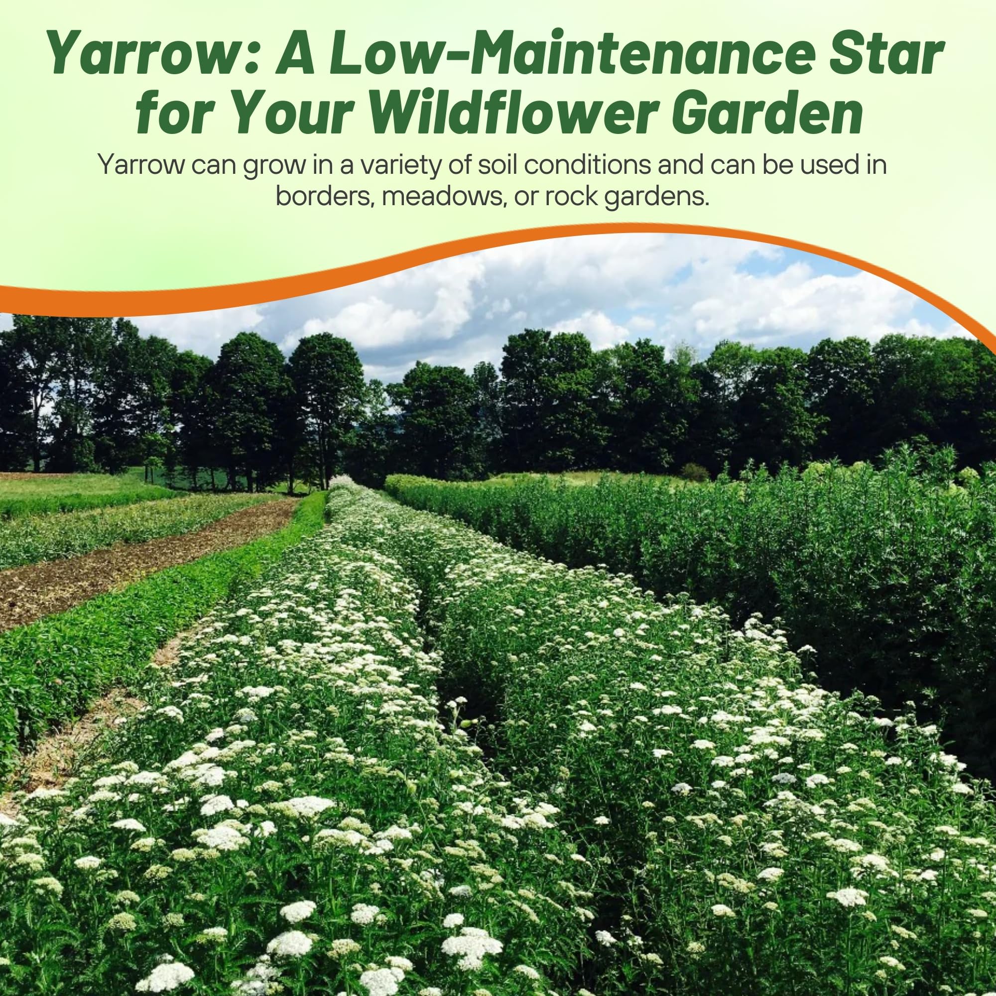 Outsidepride Direct sow after frost, spacing 12-18 inches, for healthy, airy clump-forming growth.