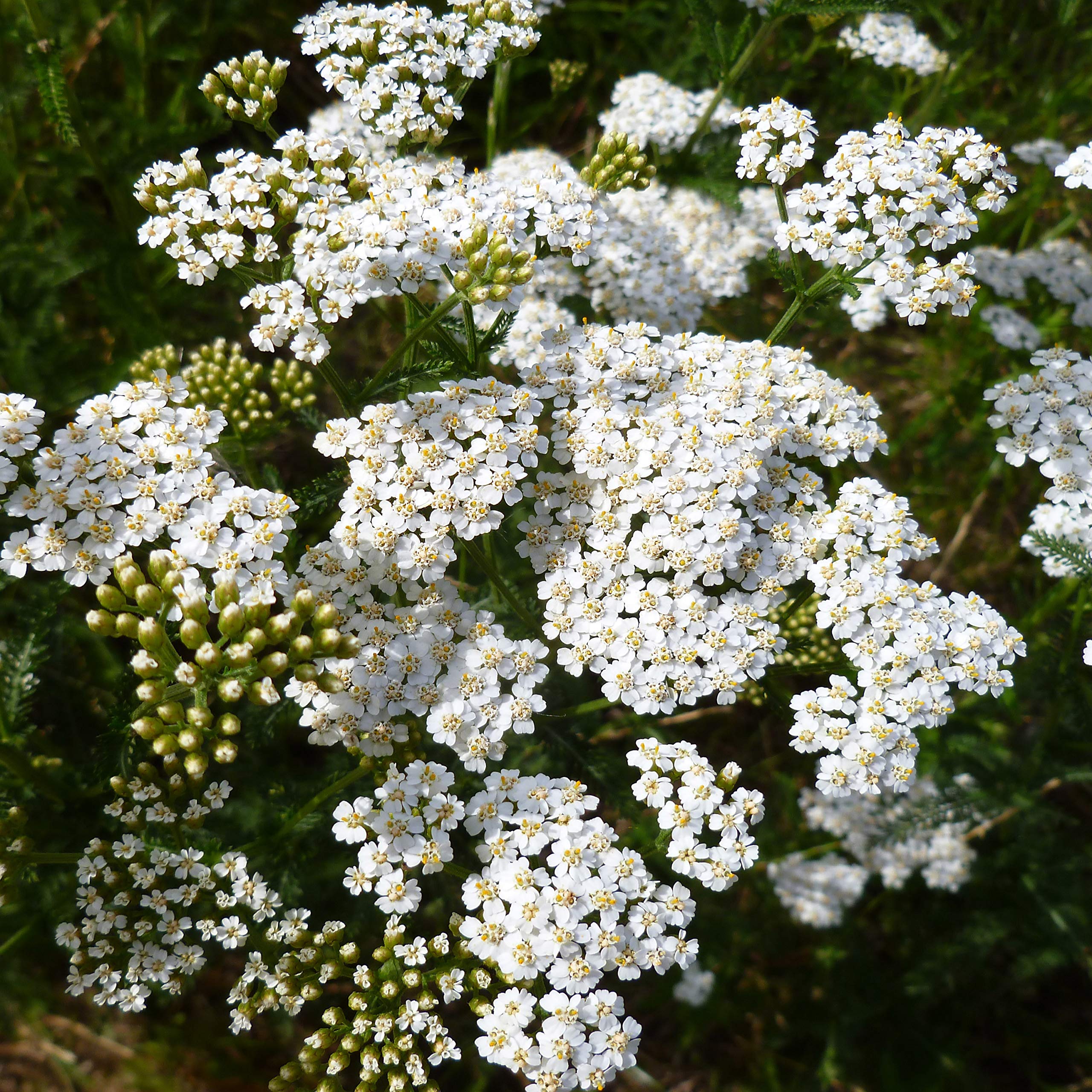 Outsidepride Achillea suits a range of soil types, tolerating sand, clay, and rocky terrain.