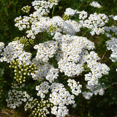 Outsidepride Achillea suits a range of soil types, tolerating sand, clay, and rocky terrain.