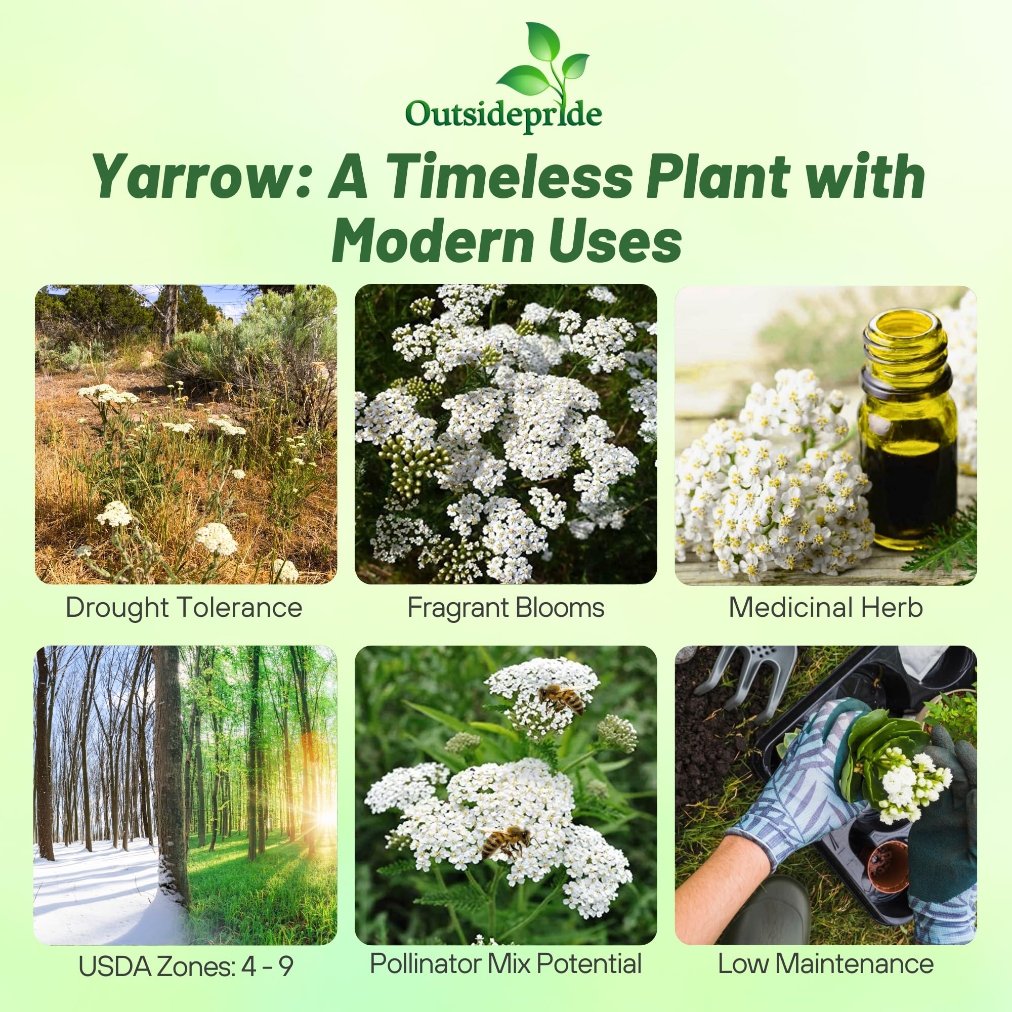 Outsidepride Achillea Millefolium Wild White Yarrow flowers consist of crisp white blooms attracting pollinators in gardens.