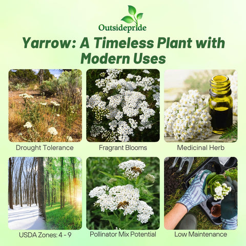 Outsidepride Achillea Millefolium Wild White Yarrow flowers consist of crisp white blooms attracting pollinators in gardens.