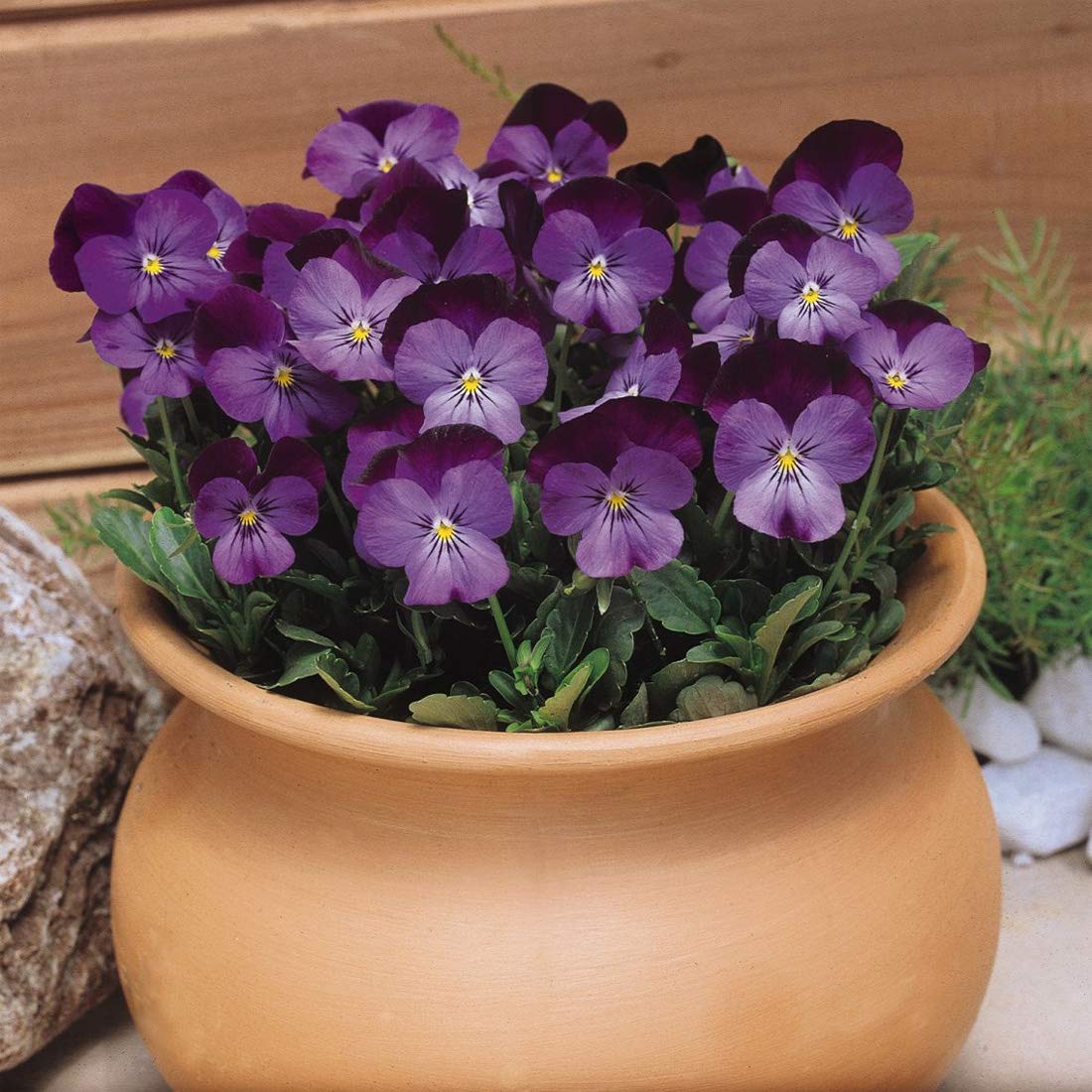 Outsidepride Admiration viola pansy seeds bloom vibrant fragrance for garden borders.