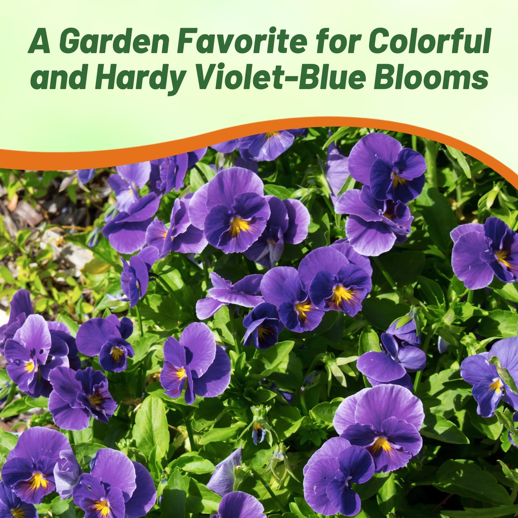 Outsidepride Admiration viola pansy seeds cold-hardy plants for cooler seasons.