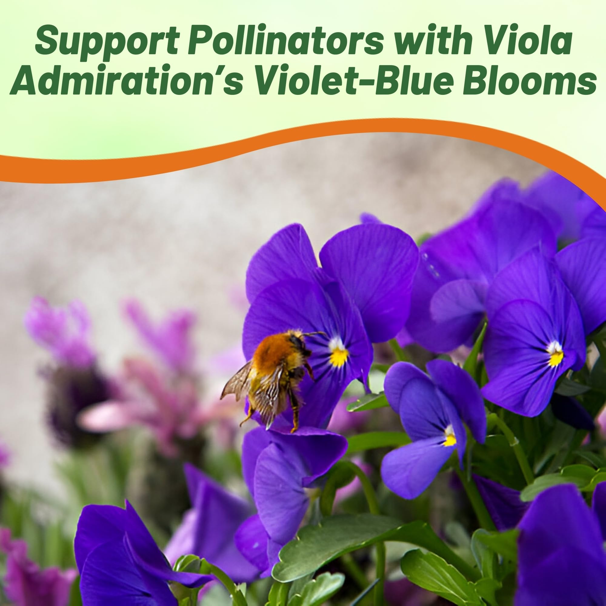 Outsidepride Admiration viola pansy seeds compact-8in height for containers.