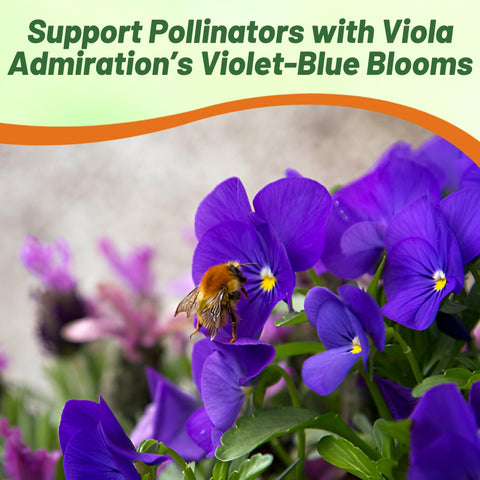Outsidepride Admiration viola pansy seeds compact-8in height for containers.