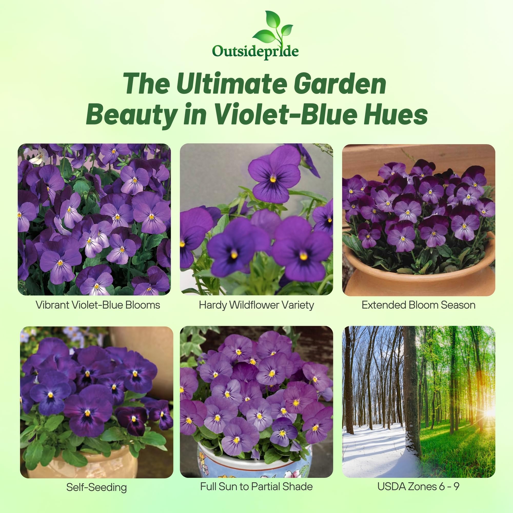 Outsidepride Admiration viola pansy seeds container-display ready for small patios.