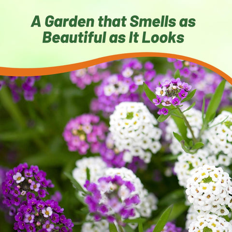 Outsidepride alyssum plants showcasing drought-tolerant ground cover performance