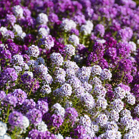 Outsidepride alyssum stabilizing soil on a gentle slope for erosion control