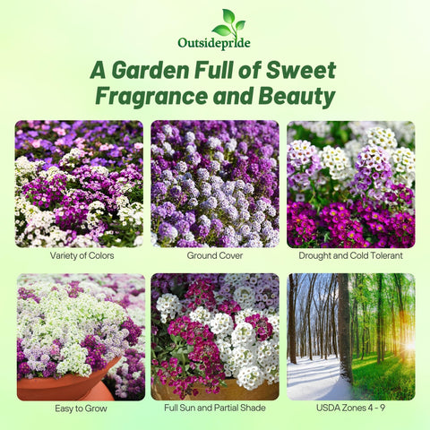 Outsidepride alyssum flowers bloom with fragrant ground cover attracting pollinators