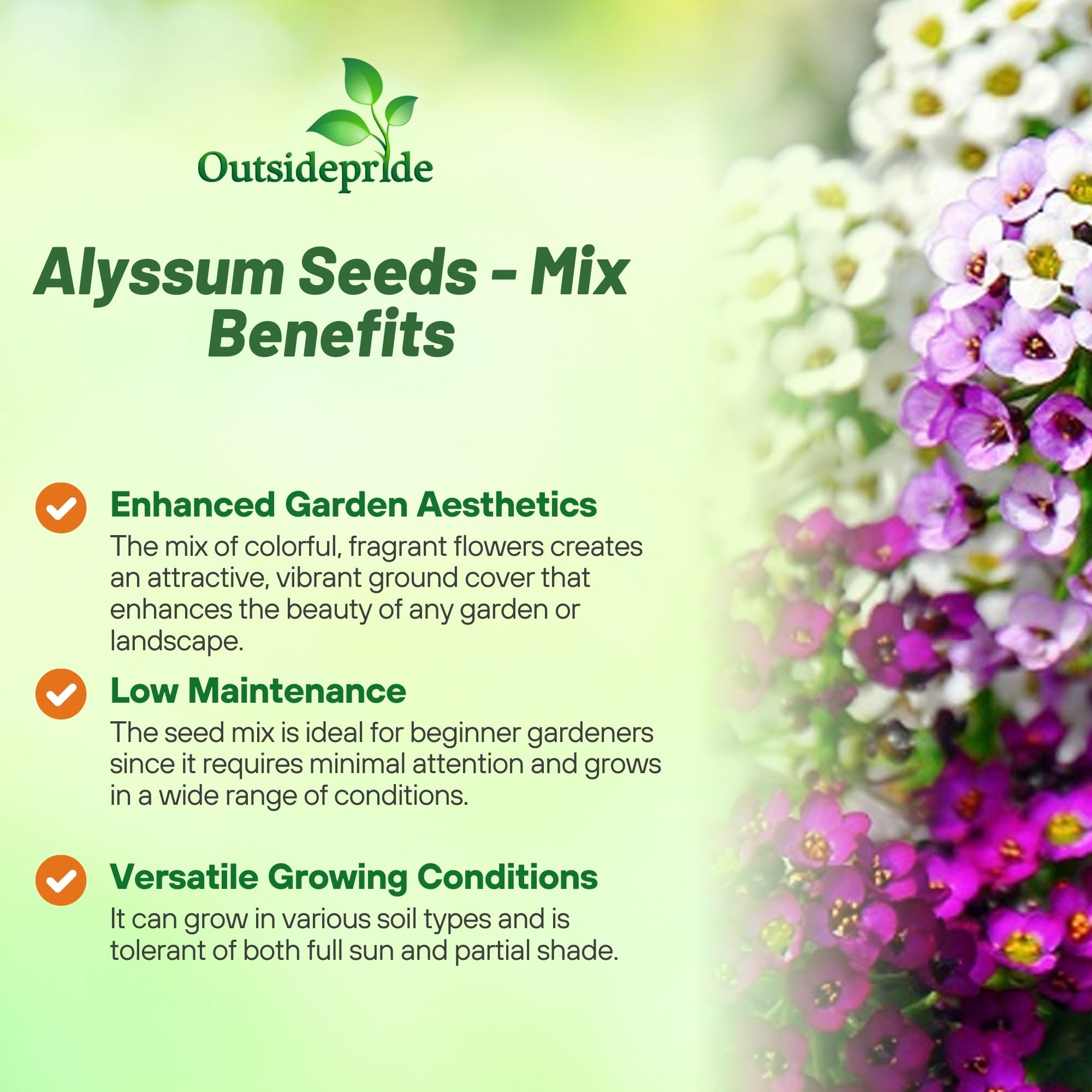 Outsidepride alyssum ground cover shown in a dense low mat for soil protection