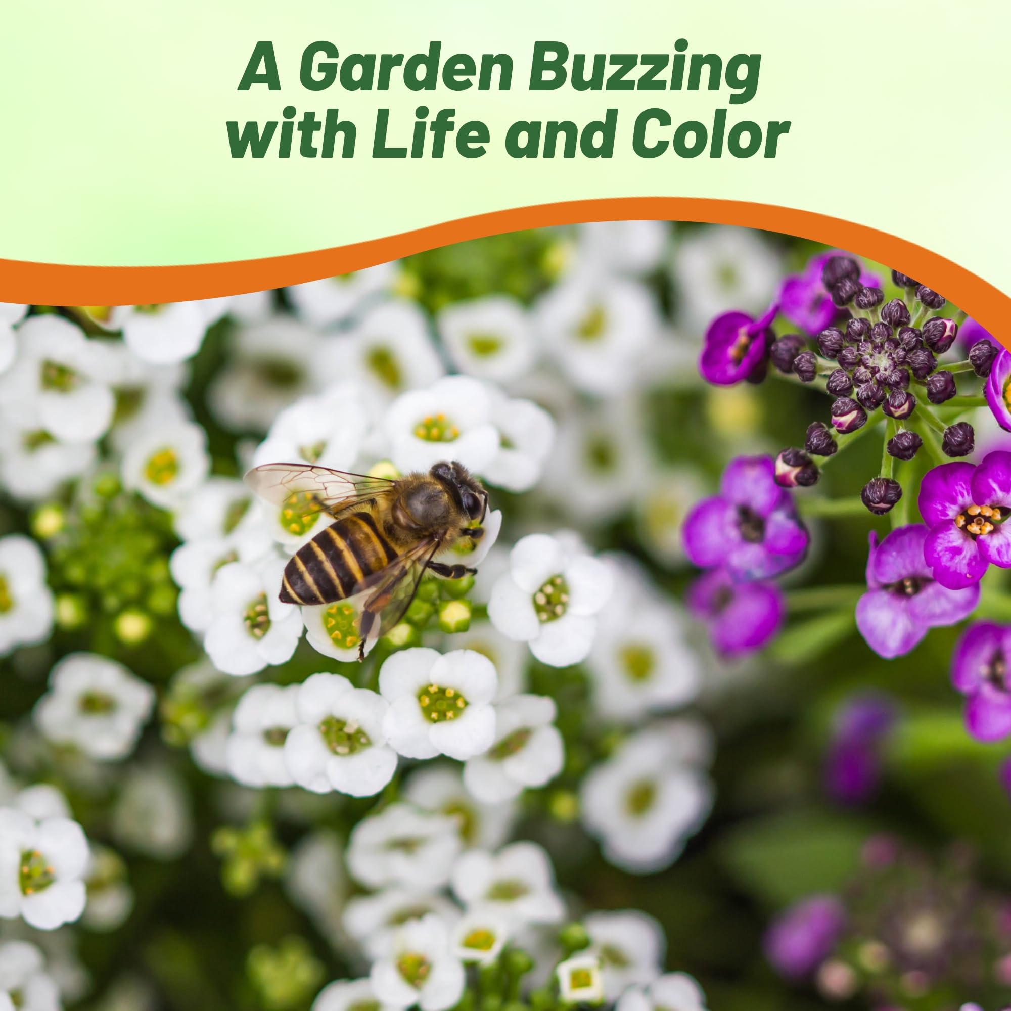 Outsidepride alyssum thriving in sun and light shade for versatile landscapes