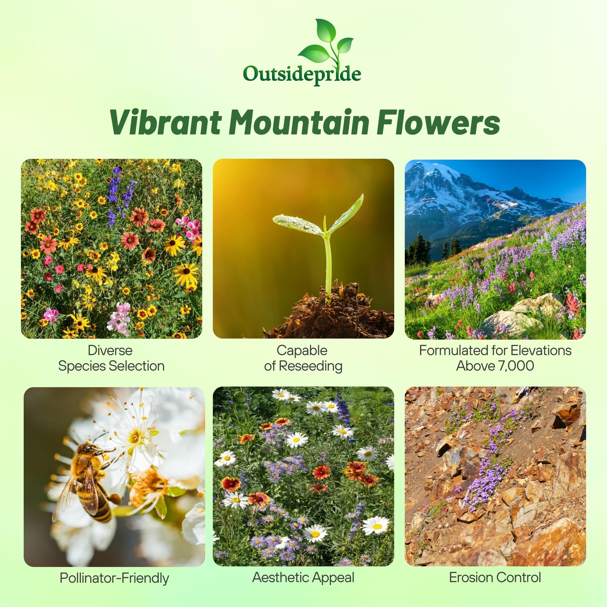 Outsidepride Mountain Wild Flower Seed Mix balances annuals and perennials for long bloom.