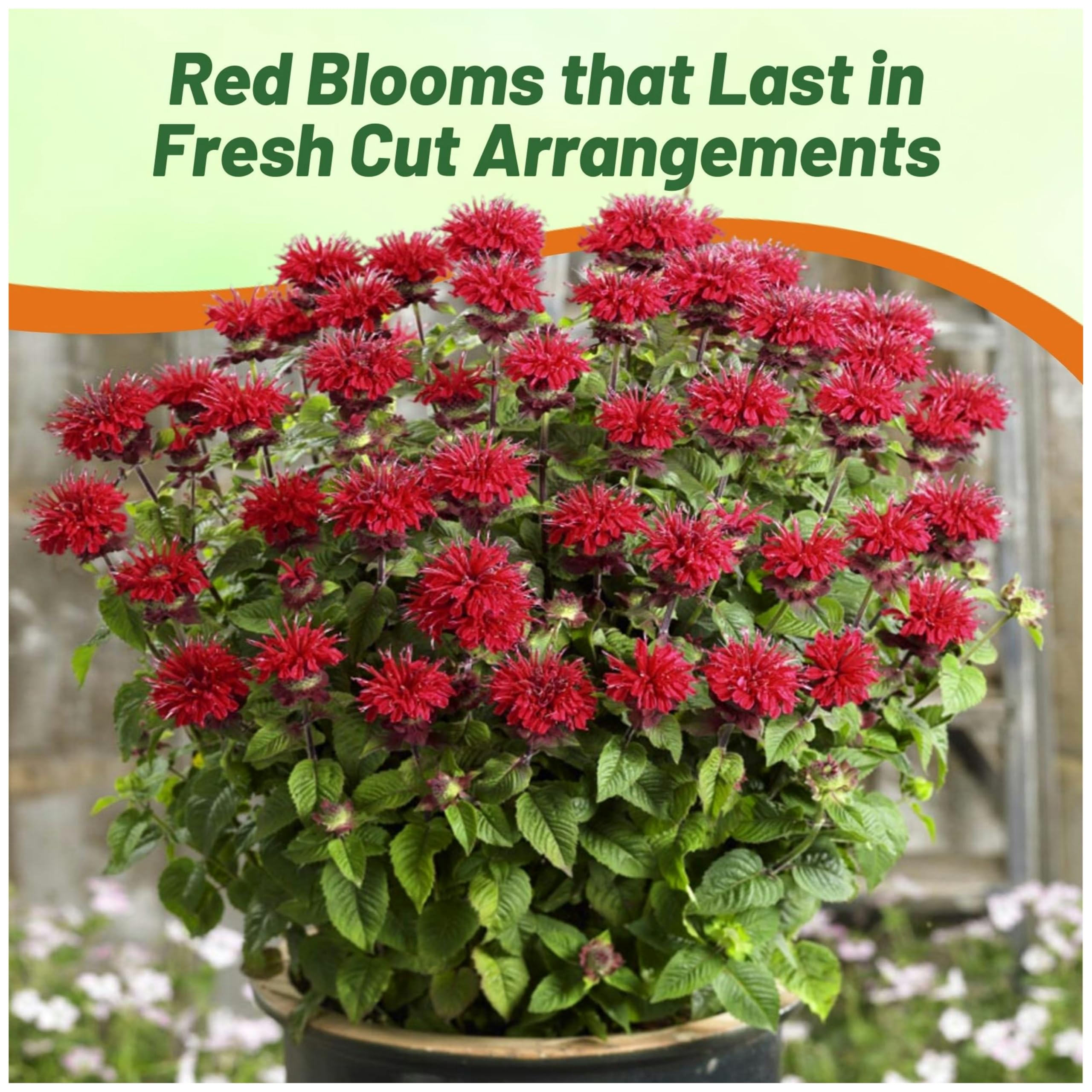Outsidepride cut flowers provide indoor arrangements with vibrant stems