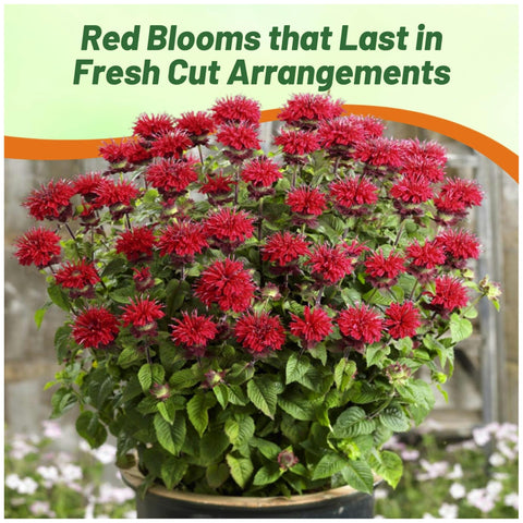 Outsidepride cut flowers provide indoor arrangements with vibrant stems