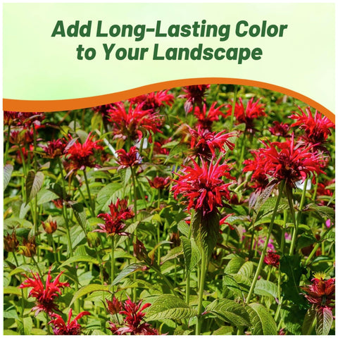Outsidepride Bee Balm attracting bees and butterflies in the garden.