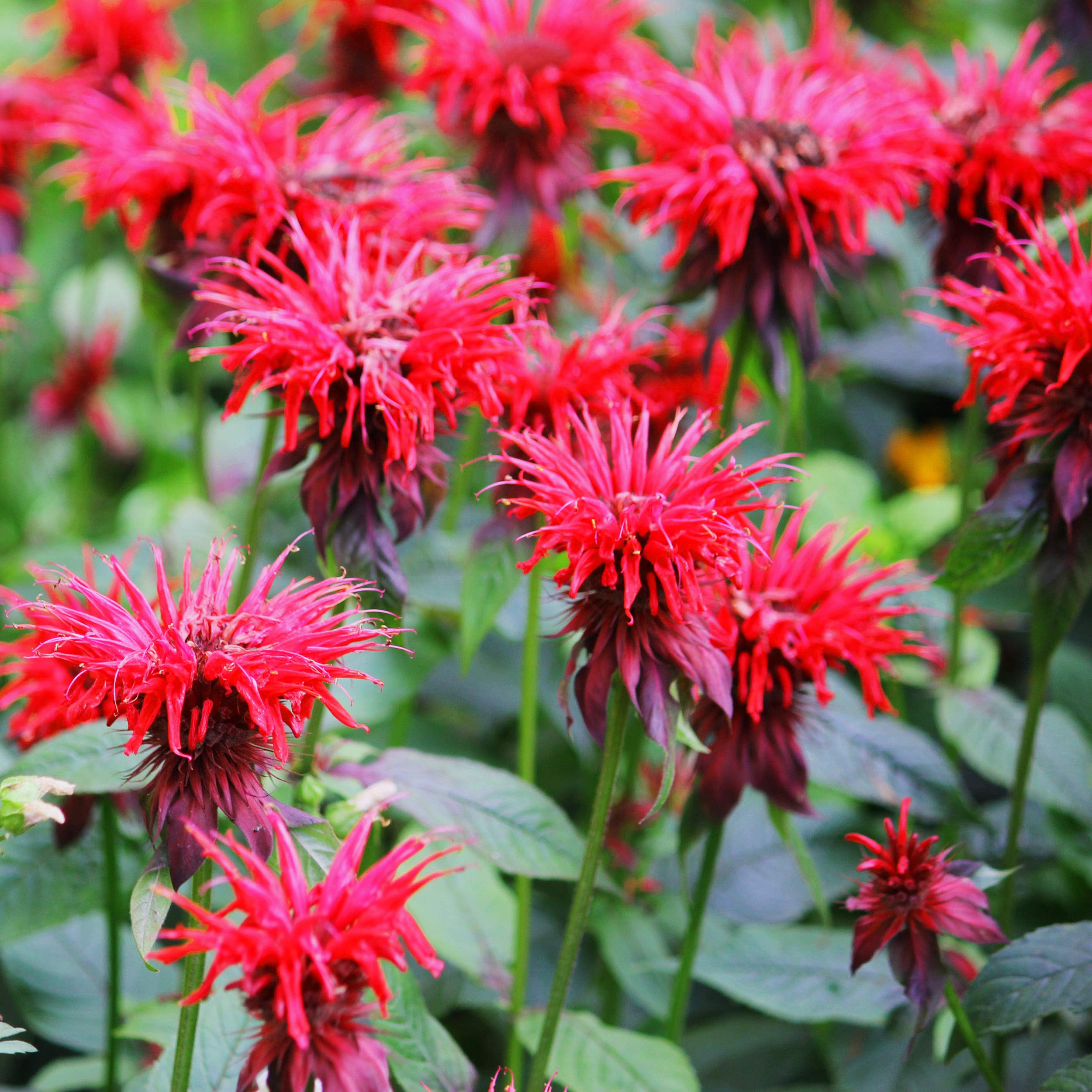 Outsidepride bergamot seeds yield edible leaves and blooms for culinary uses