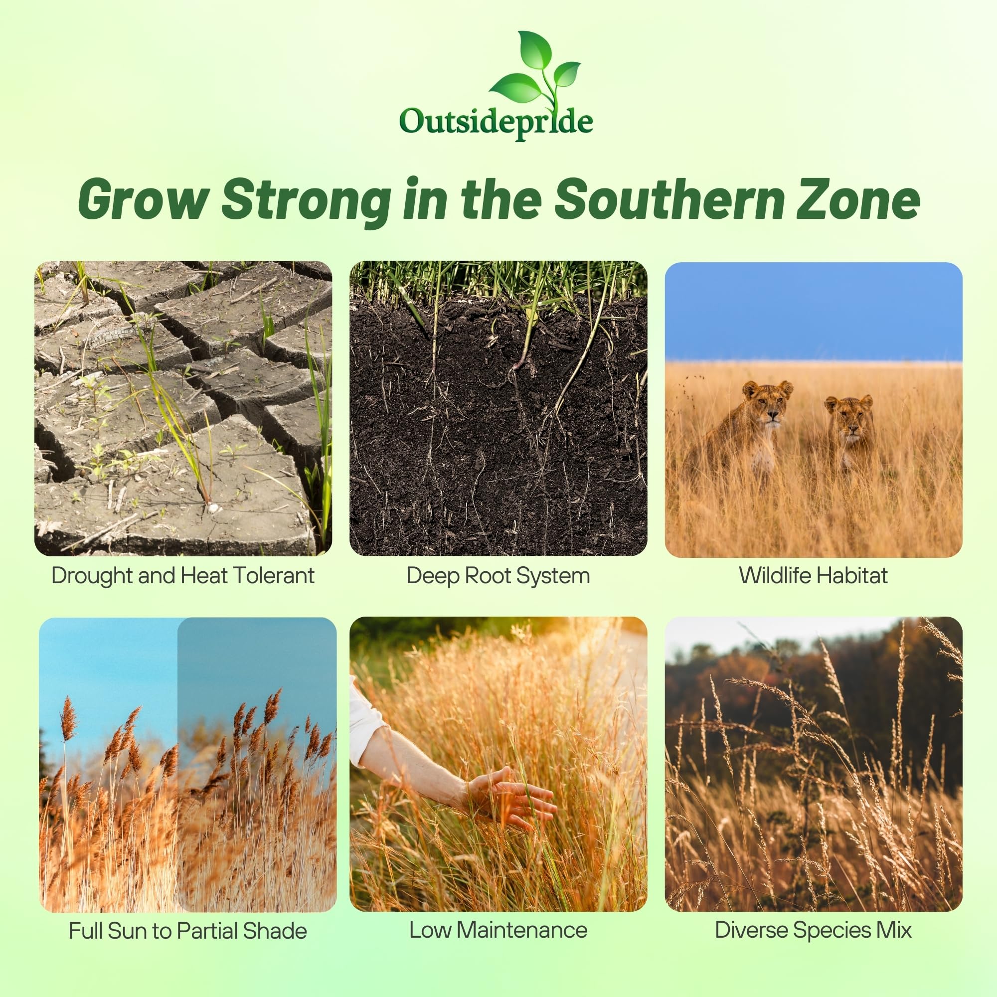 Outsidepride big bluestem switchgrass indian grass seed blend promoting erosion control.
