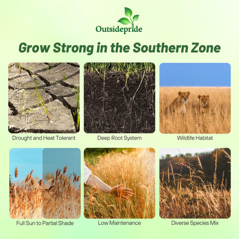 Outsidepride big bluestem switchgrass indian grass seed blend promoting erosion control.