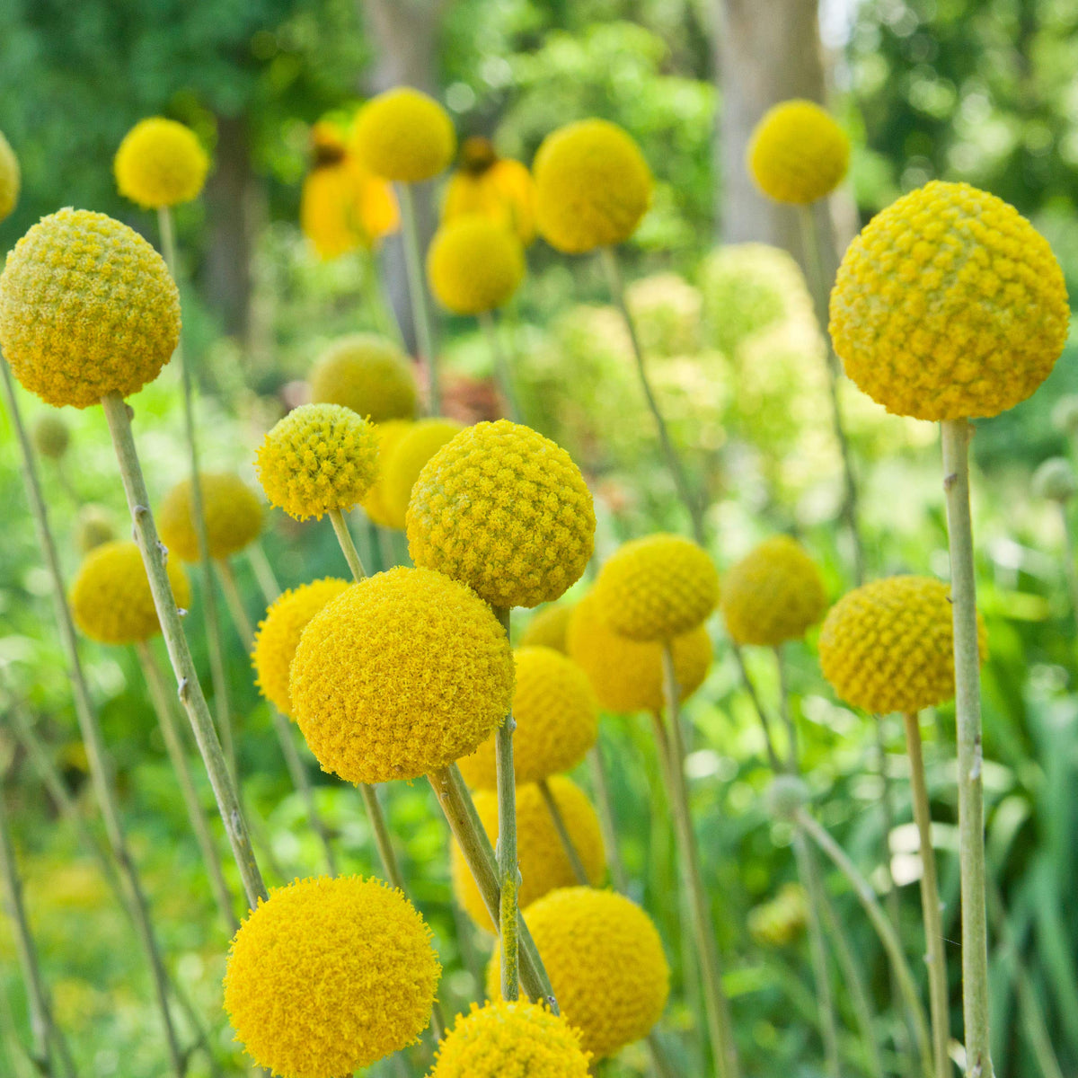 Outsidepride Billy Button seeds in a 1000pc pack for vibrant border color.