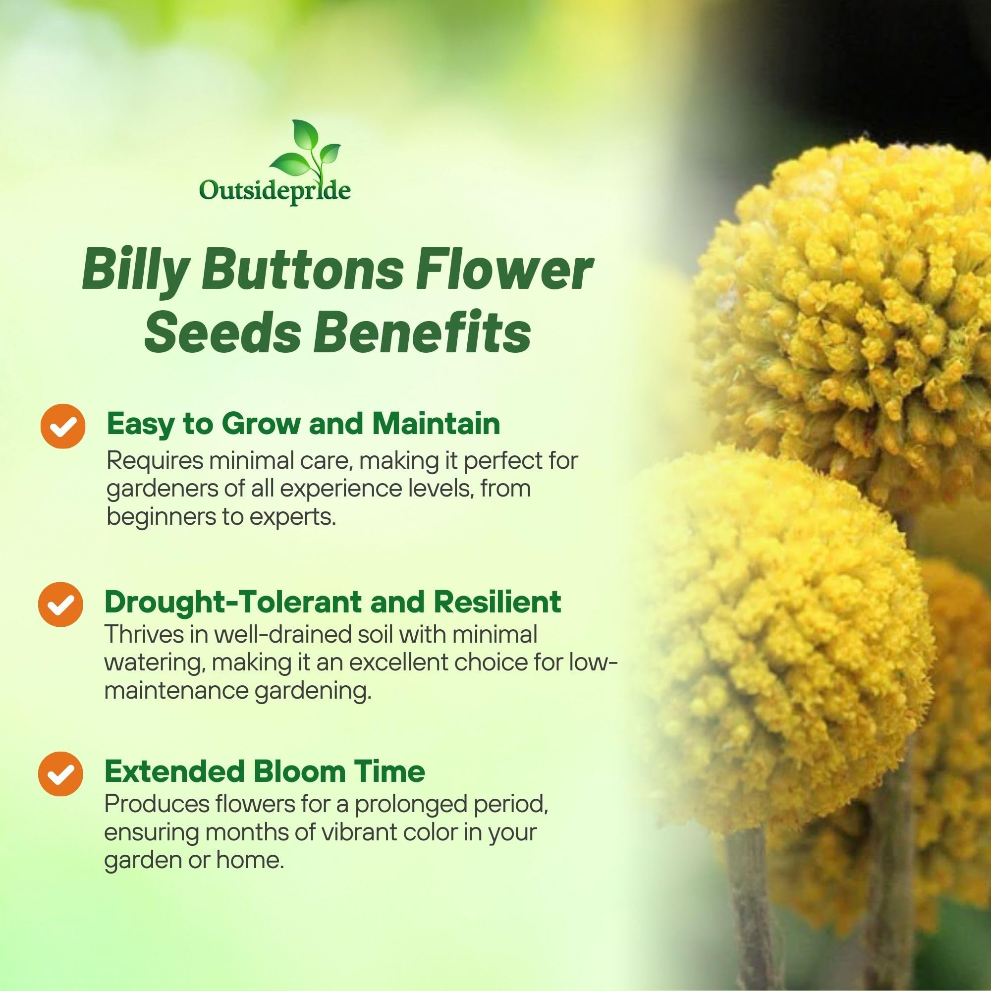 Outsidepride Billy Button seeds highlight deer-deterrent trait for wildlife-prone gardens.