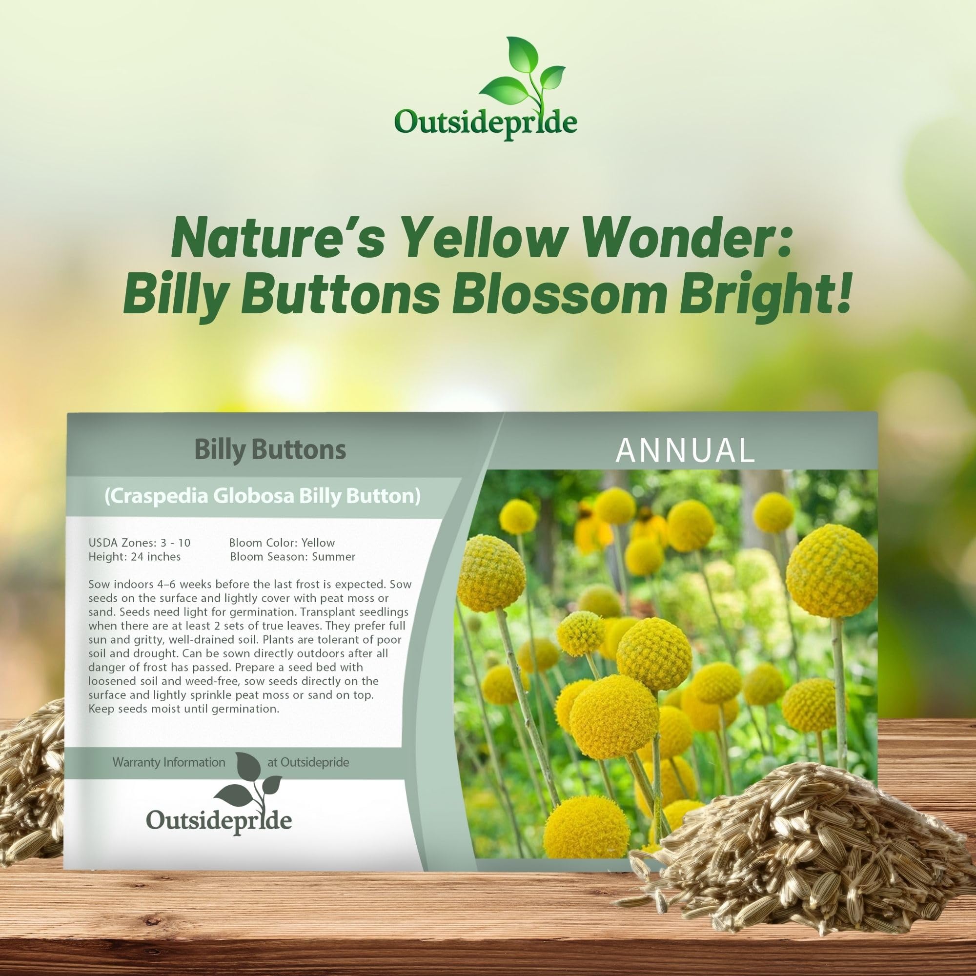 Outsidepride Billy Button blooms attract bees, supporting pollinator gardens.