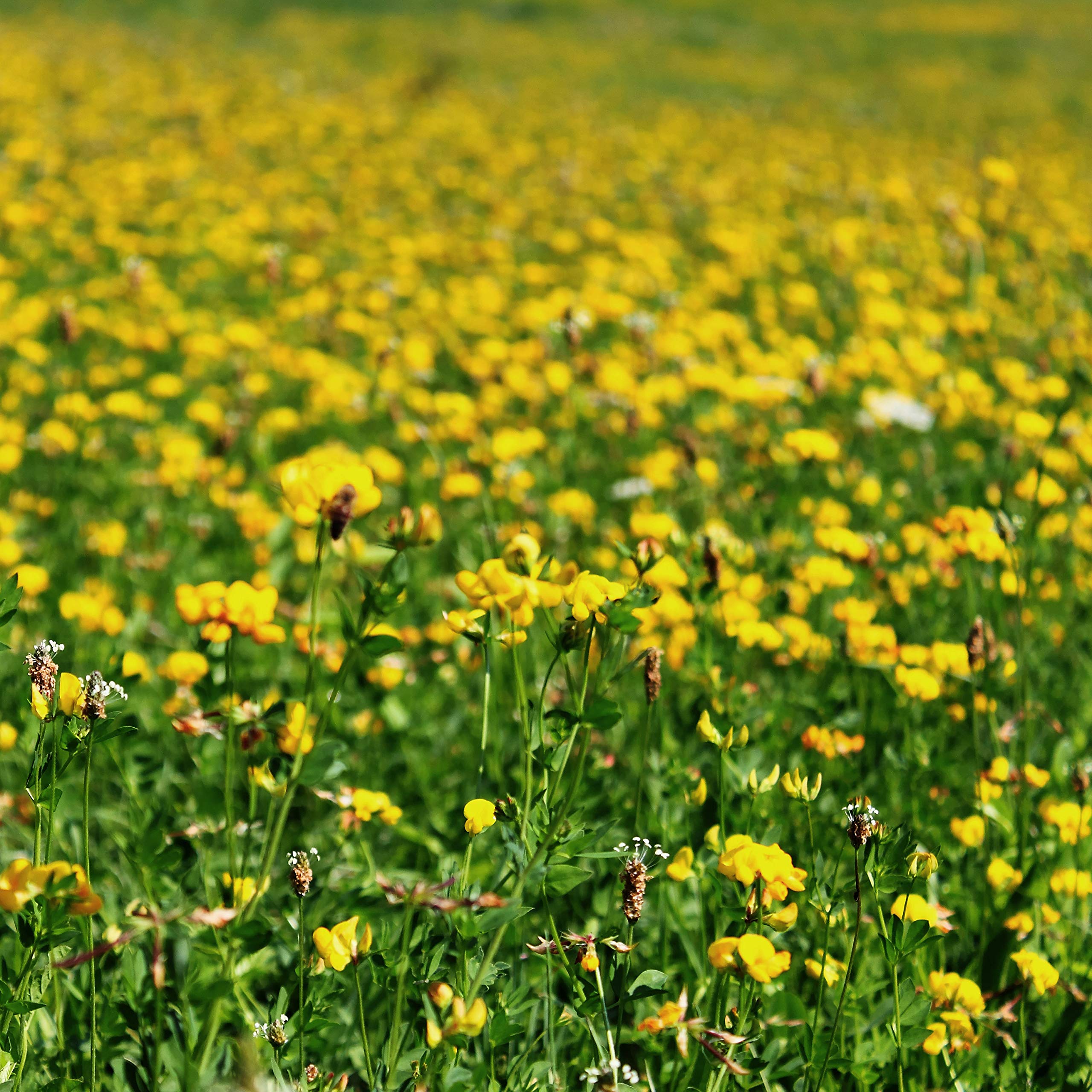 Outsidepride birdsfoot trefoil seed integrated with wildflower mixes for biodiversity.