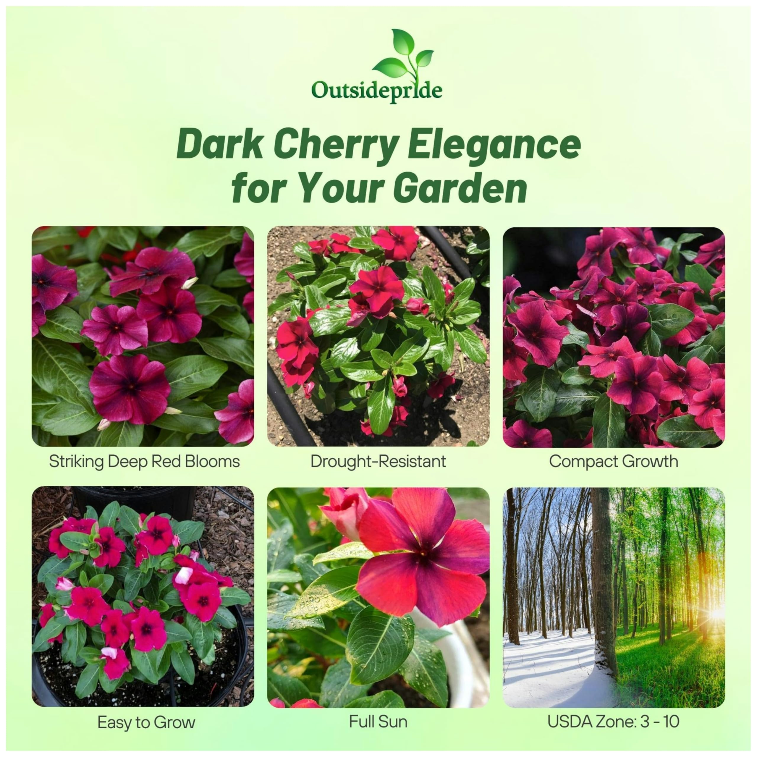 Outsidepride Black Cherry Periwinkle blooms image showing early, vibrant color for bright garden displays.