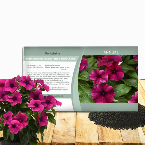 Outsidepride Black Cherry Periwinkle seeds image focusing on seeds, ideal for beds and borders.
