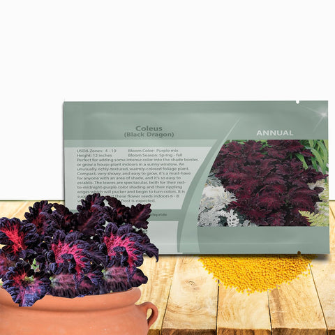 Outsidepride Black Dragon coleus seeds pack for versatile shade plantings