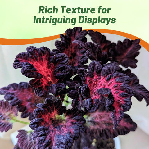 Outsidepride Black Dragon coleus seeds ideal for shade borders and containers