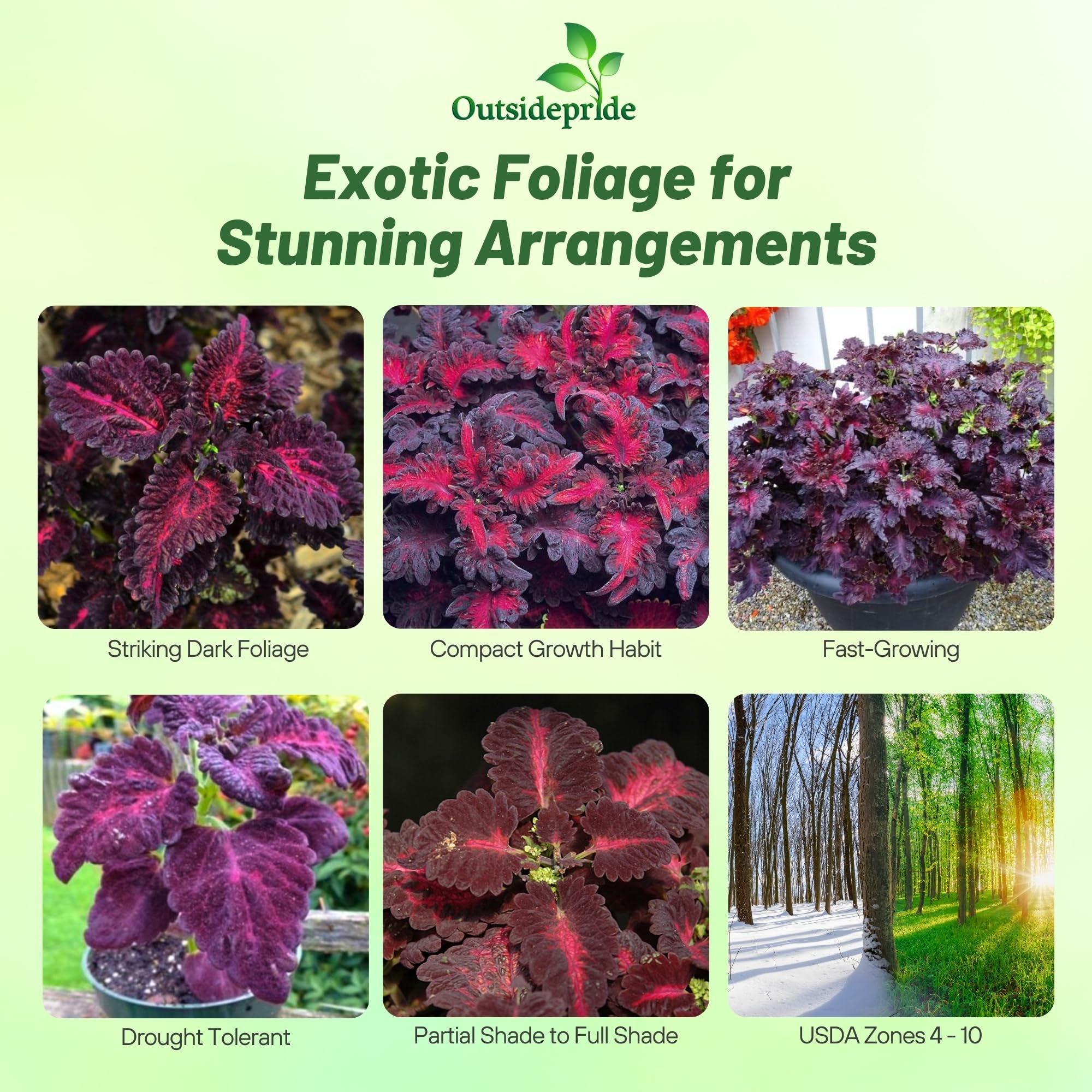 Outsidepride Black Dragon coleus seeds show compact growth for containers and borders