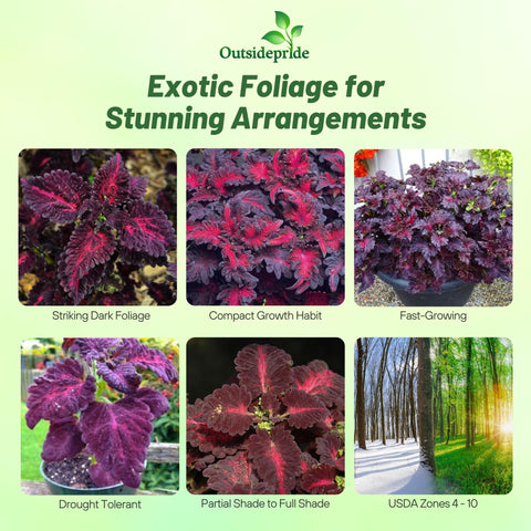 Outsidepride Black Dragon coleus seeds show compact growth for containers and borders