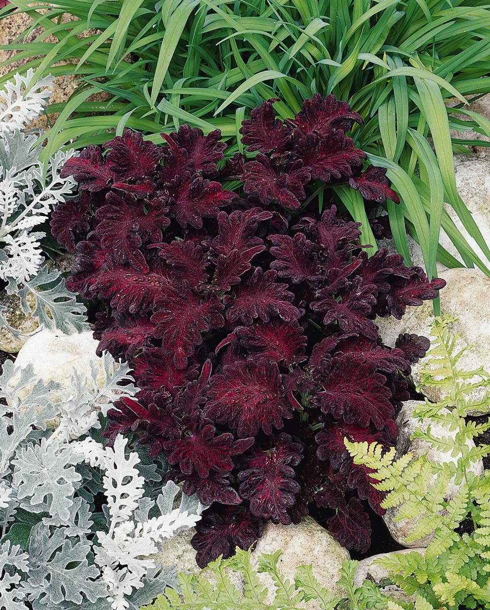 Outsidepride Black Dragon coleus seeds support indoor or outdoor garden color