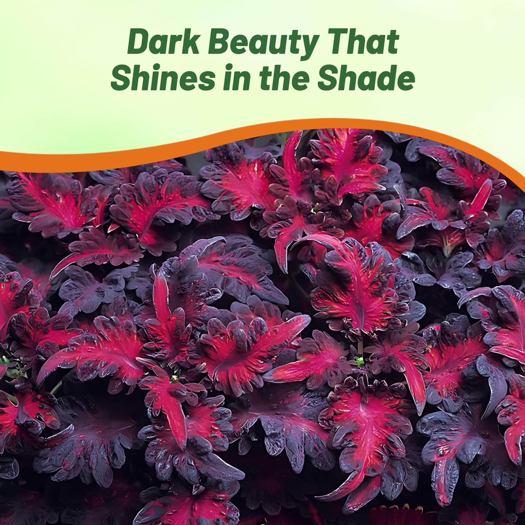Outsidepride Black Dragon coleus seeds offer serrated leaves for dramatic color