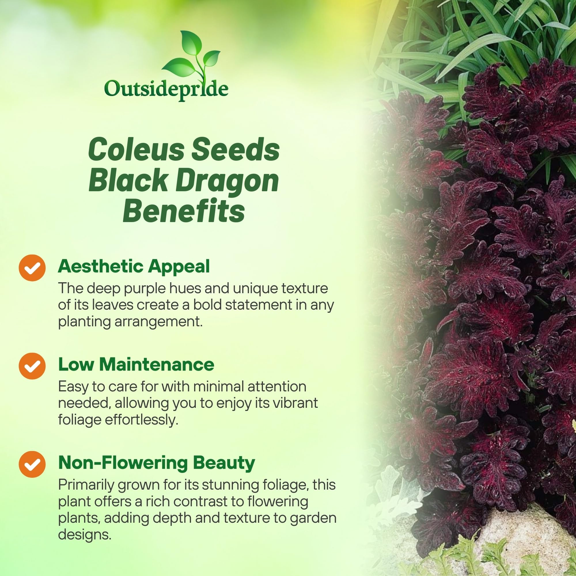 Outsidepride Black Dragon coleus seeds produce vibrant foliage for shade gardens