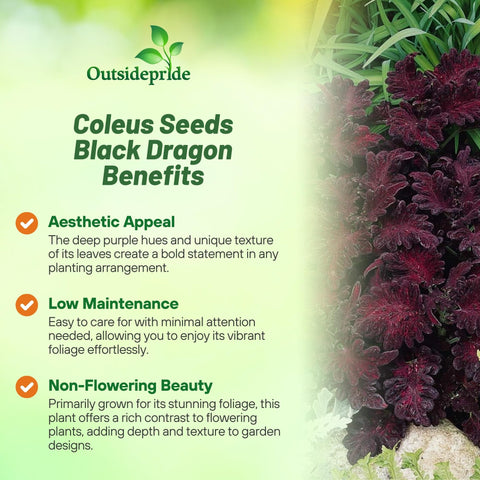 Outsidepride Black Dragon coleus seeds produce vibrant foliage for shade gardens