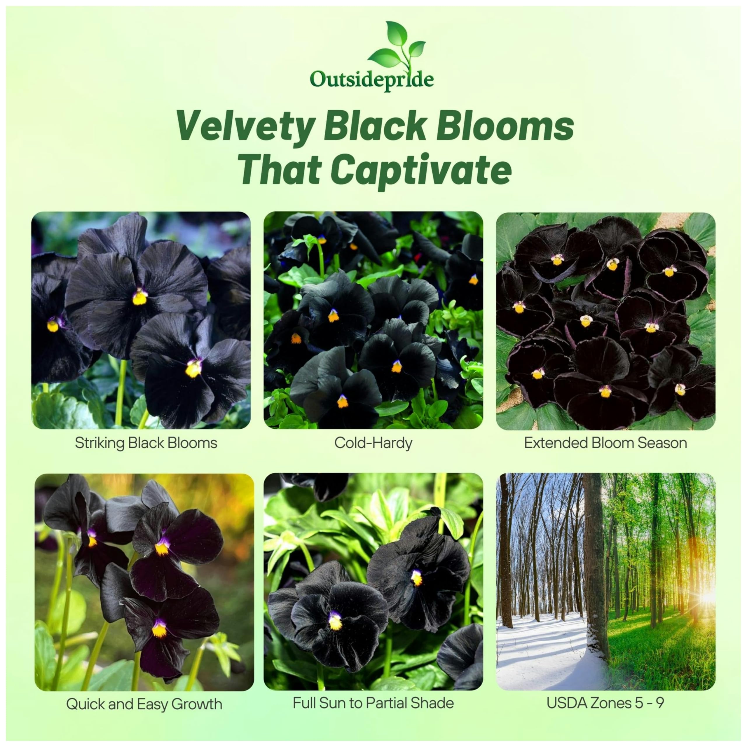 Closeup of Outsidepride Black Viola Pansy blooms and vibrant petals.