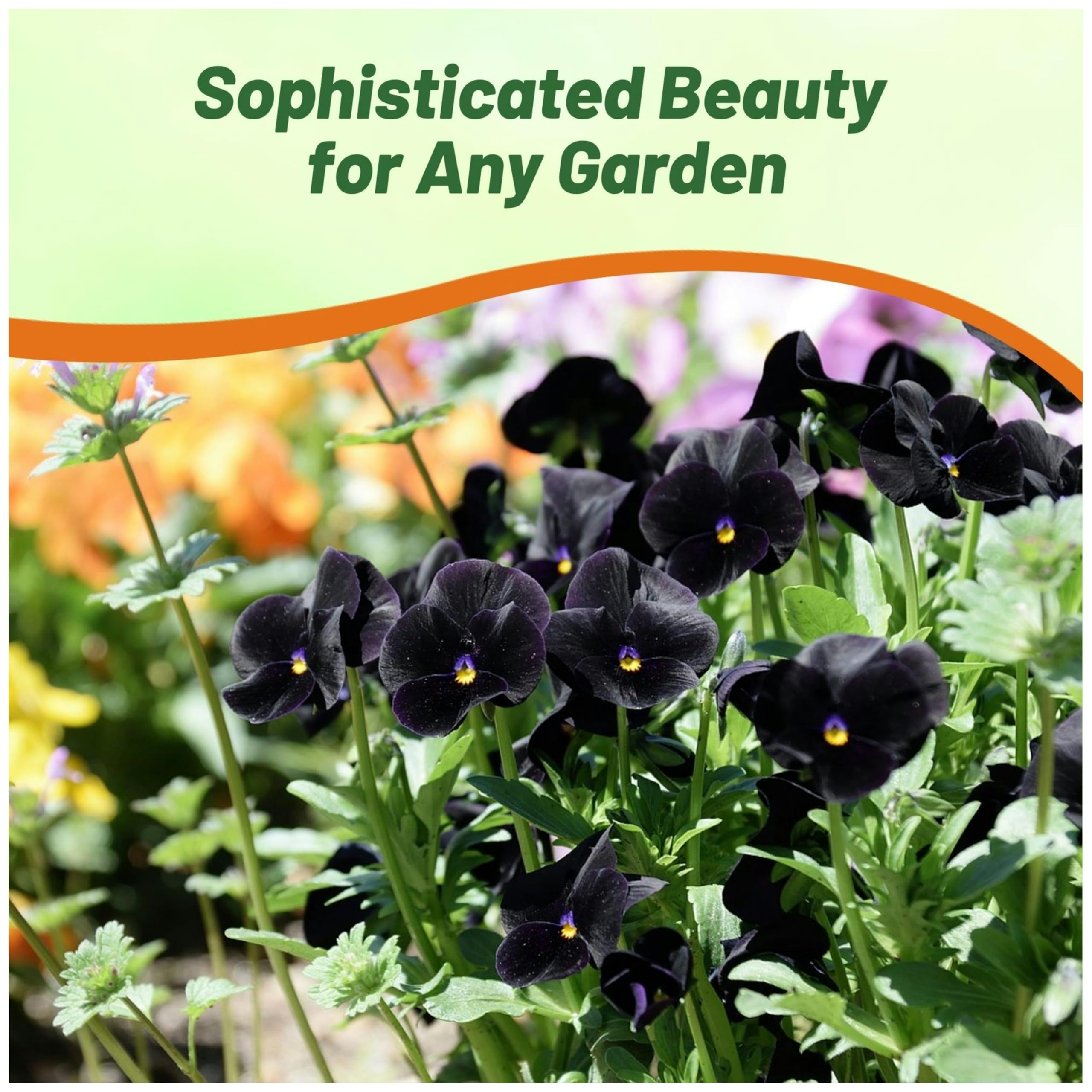 Compact growth of Outsidepride Black Viola Pansy seeds in small spaces.