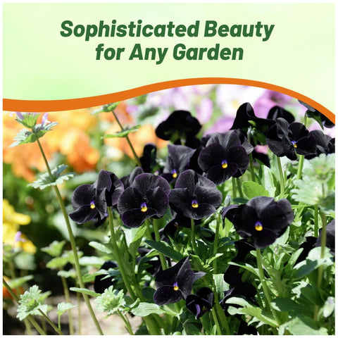 Compact growth of Outsidepride Black Viola Pansy seeds in small spaces.
