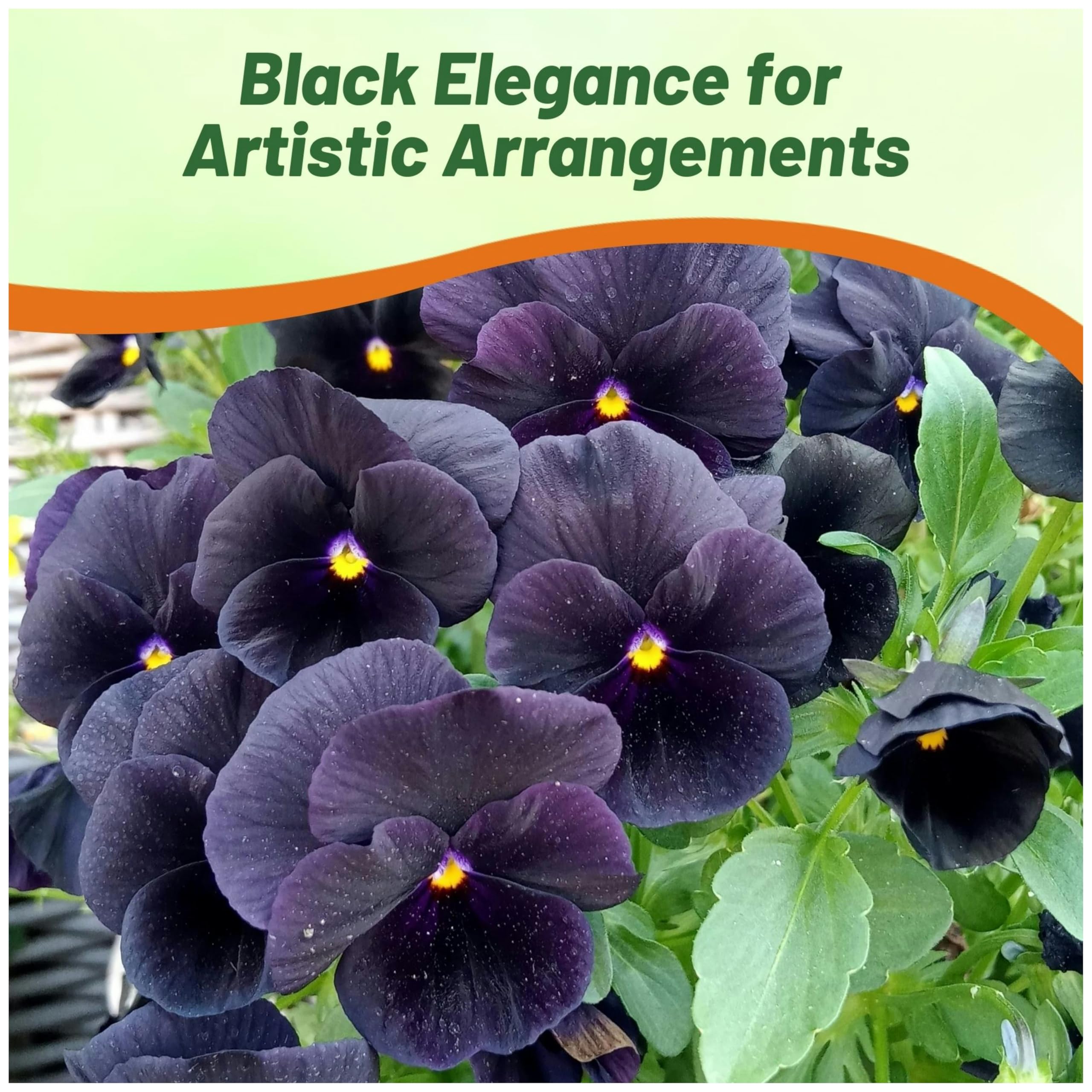 Container display of Outsidepride Black Viola Pansy seeds for pots and patios.