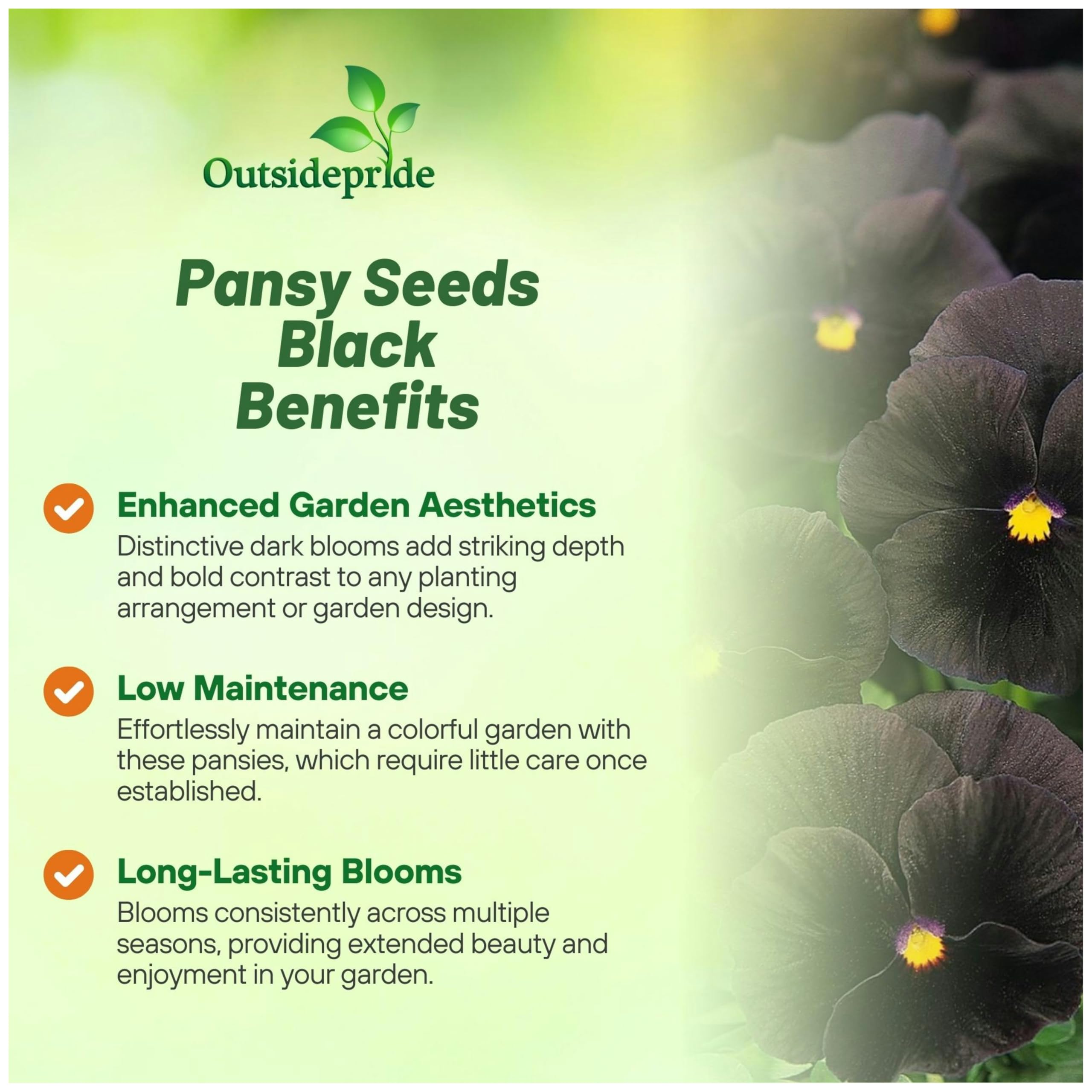 Packaging image of Outsidepride Black Viola Pansy seeds showing 1,000 pieces.