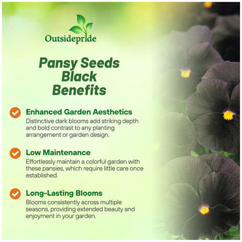 Packaging image of Outsidepride Black Viola Pansy seeds showing 1,000 pieces.