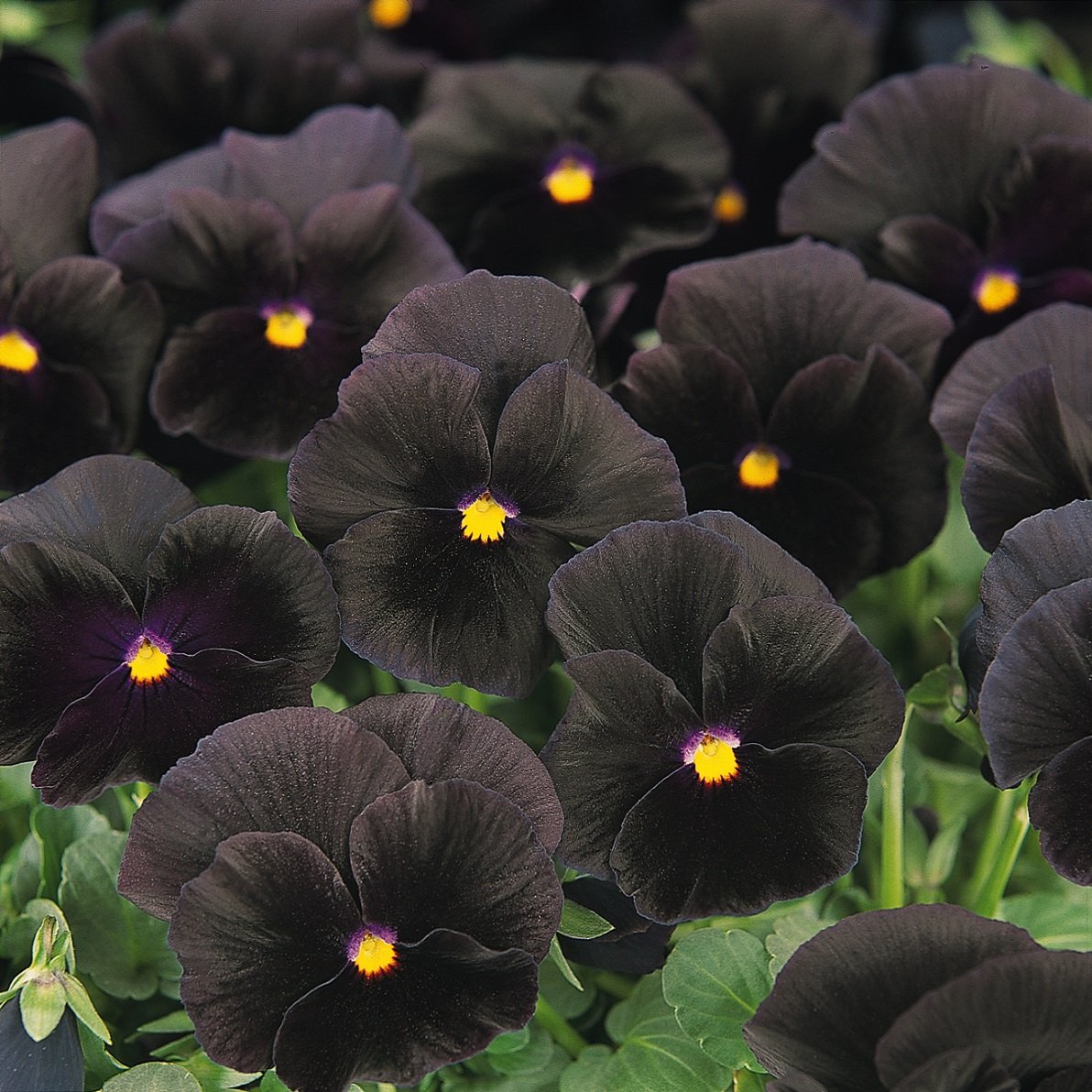 Pollinator-friendly Outsidepride Black Viola Pansy blooms attracting bees and butterflies.
