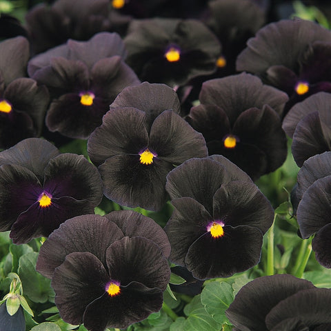 Pollinator-friendly Outsidepride Black Viola Pansy blooms attracting bees and butterflies.