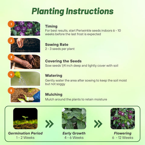 Outsidepride BlackBerry Periwinkle border garden bed edging with color